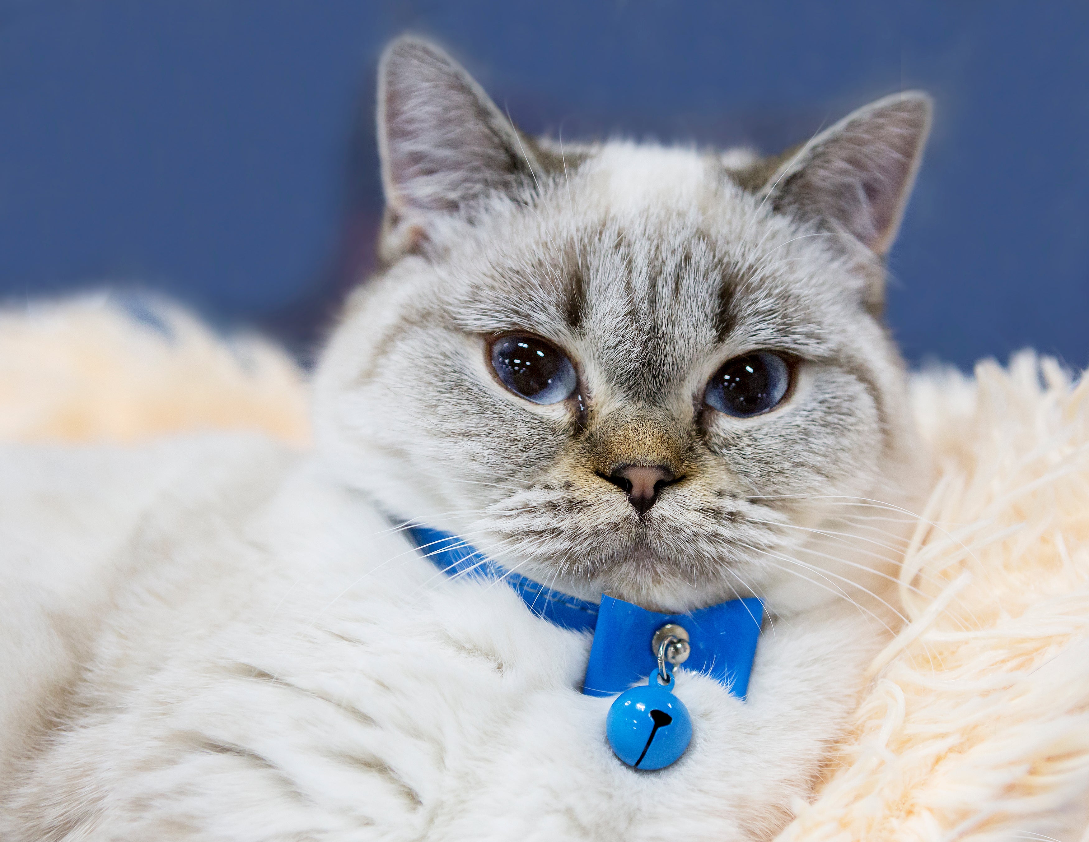 Gato usando coleira azul com guizo