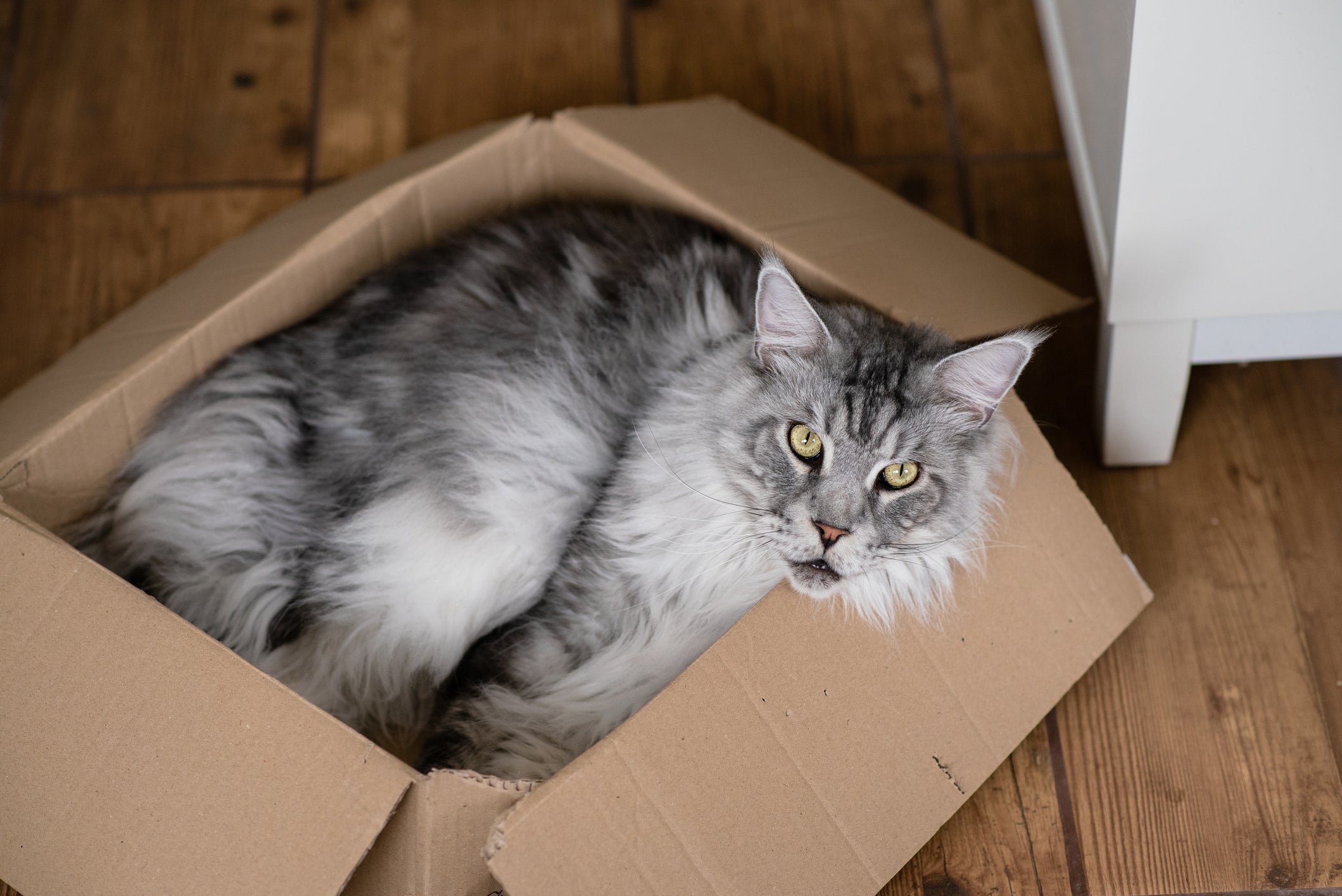 Gato Maine Coon cinza dentro de caixa de papelão