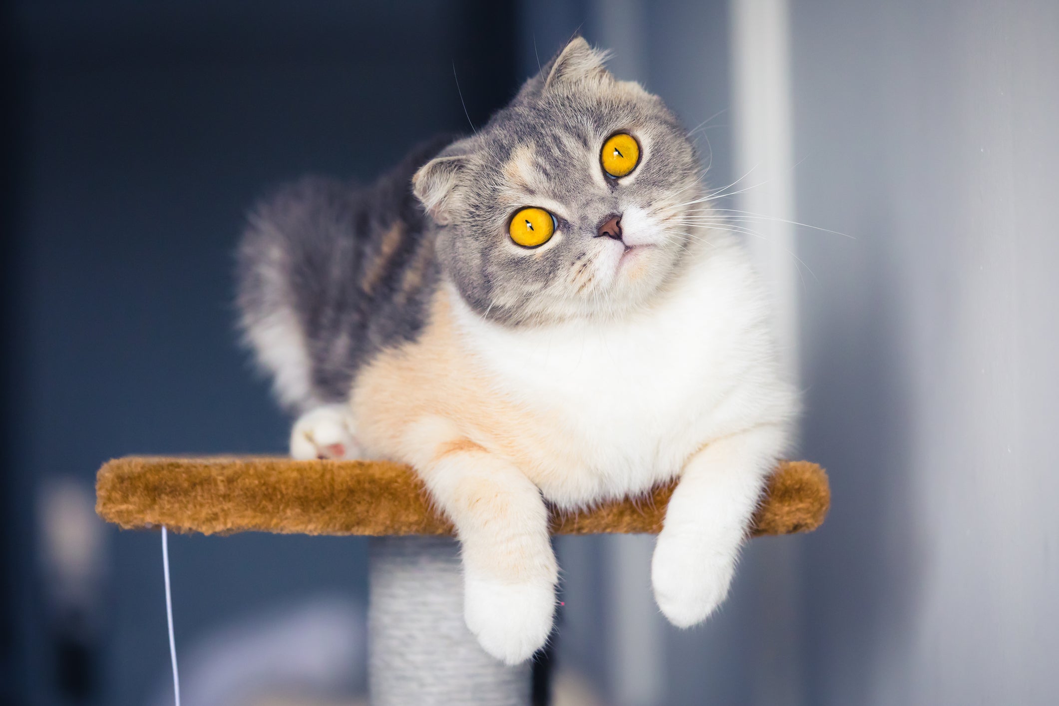 Gato Scottish Fold cinza deitado com olhos amarelados bem arregalados
