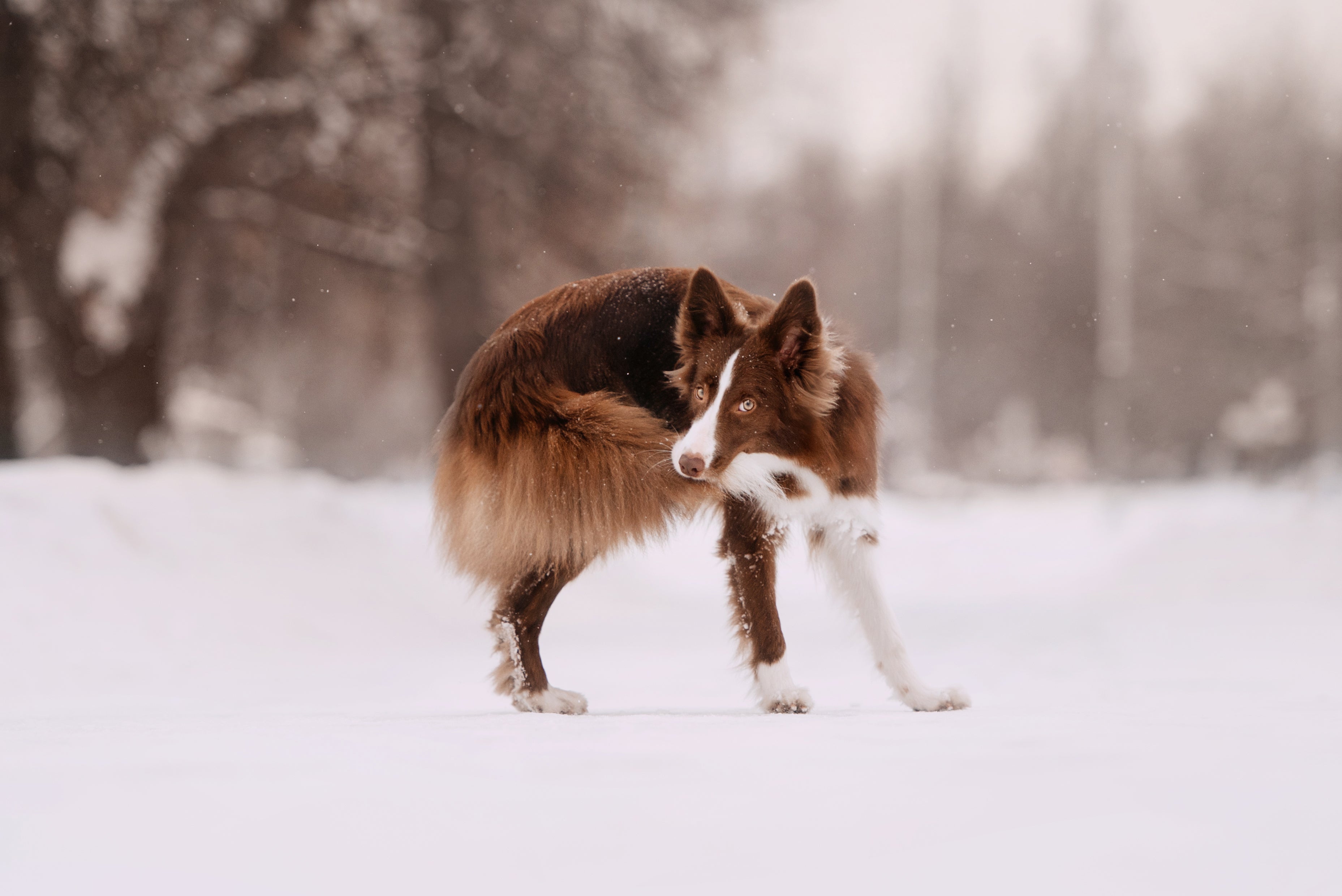 Cachorro mordendo o próprio rabo na neve