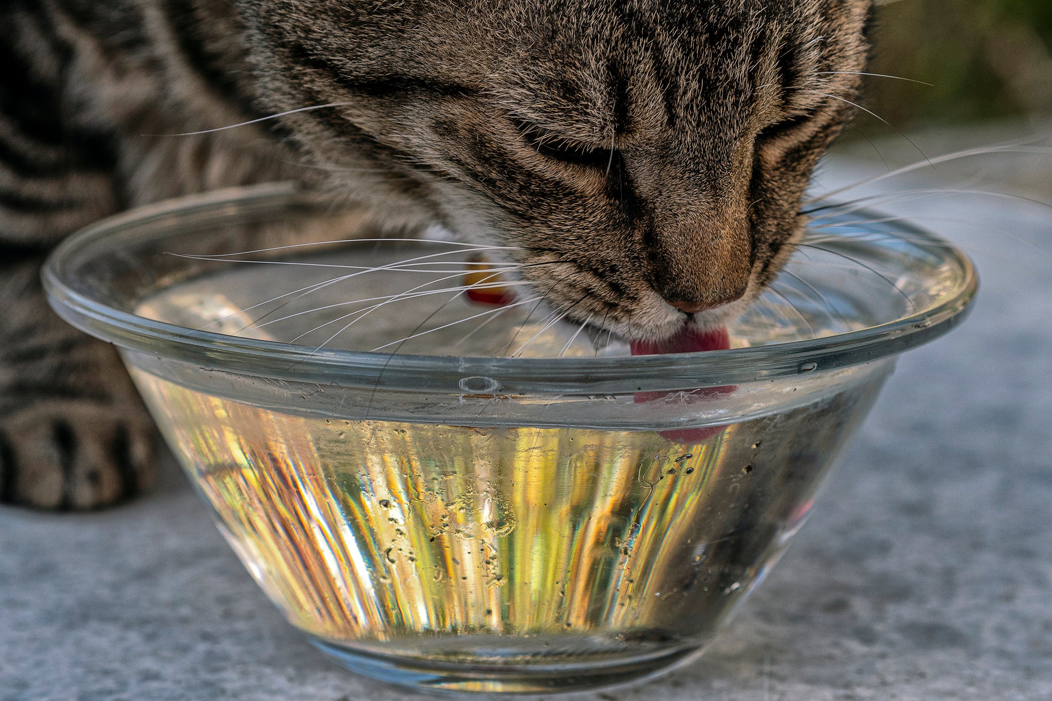 Gato bebendo água em pote de vidro