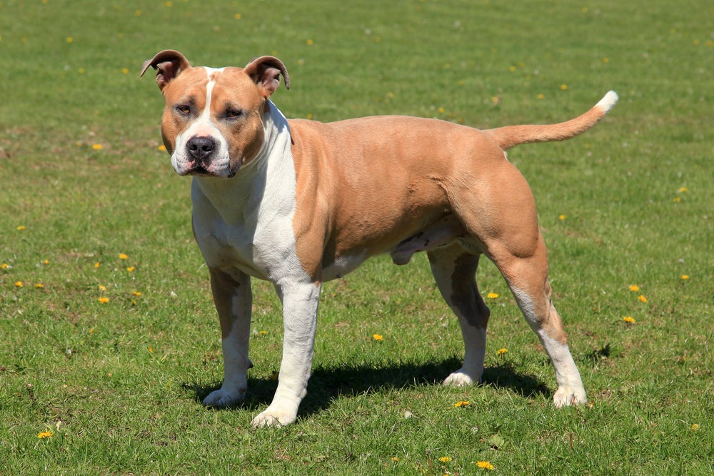 American Staffordshire Terrier na grama