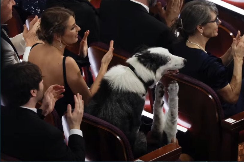 Border Collie Messi sentado em cadeira de Oscar