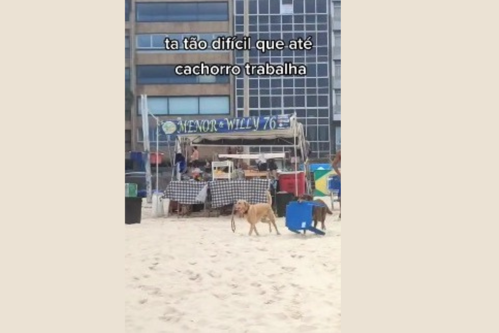 cachorros caramelo e marrom na praia