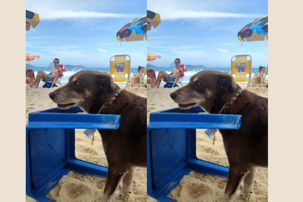 Cachorro carregando mesa na praia