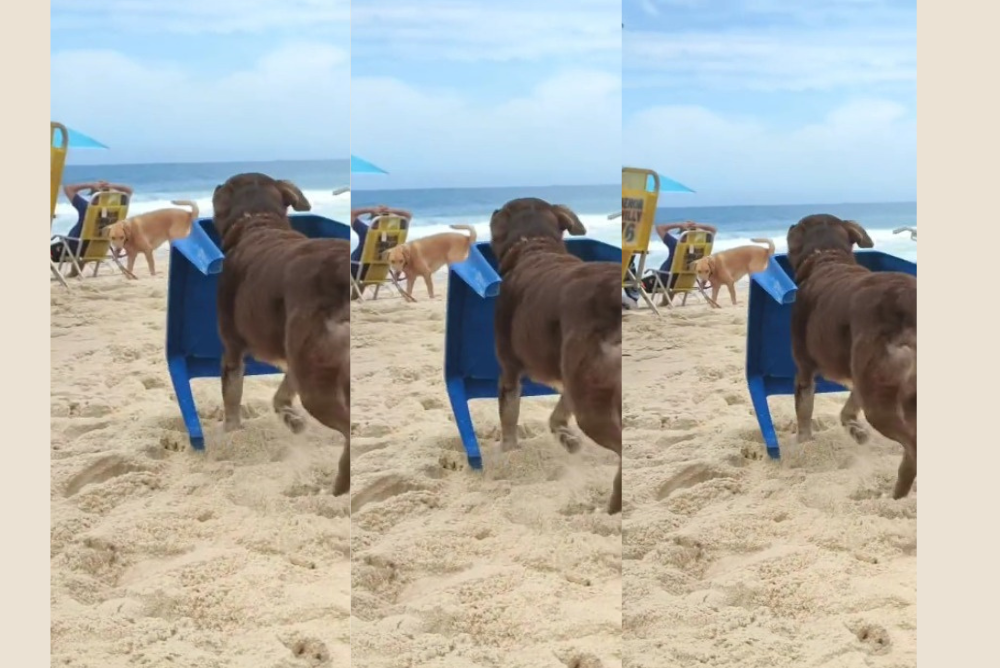 Cachorros trabalhando na praia