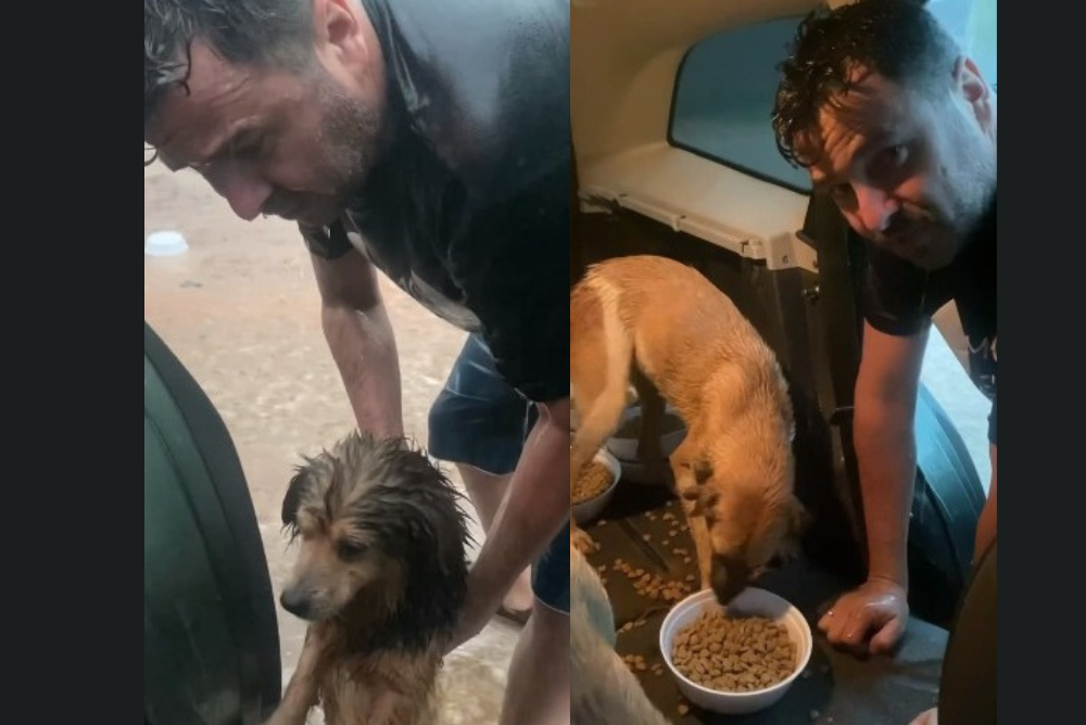 Cachorros de rua se alimentando dentro do morta malas de um carro para se protegerem da chuva