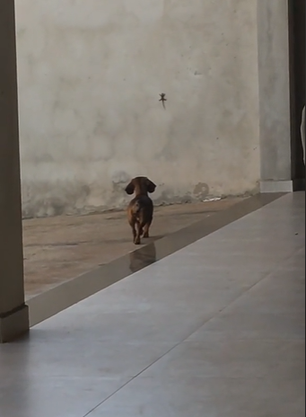 Dachshund chegando perto de uma lagartixa