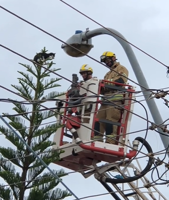 Resgate de gatos: gato é resgatado por dois bombeiros no topo de pinheiro