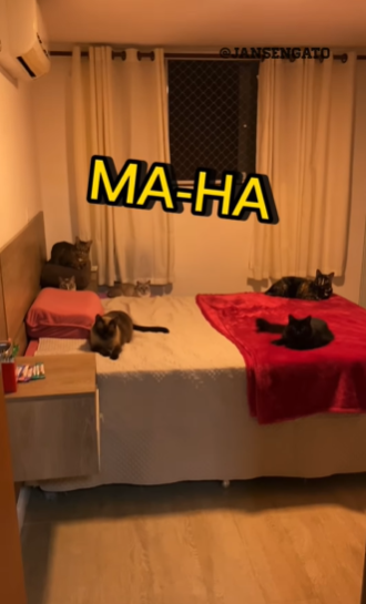 como chamar um gato: gatos em cima da cama olhando para o tutor