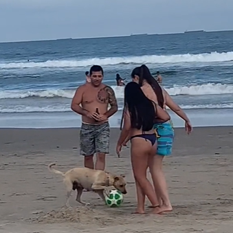 vira-lata caramelo brincando com bola com família na praia