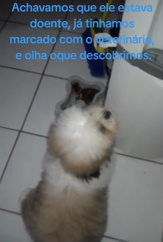 cachorro shih tzu sentado perto de bebedouro