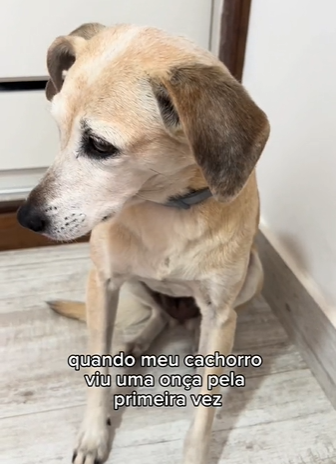 cachorro caramelo cabisbaixo