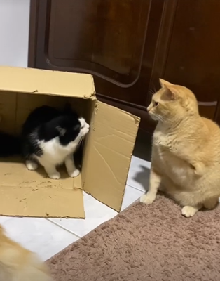 gato cego simulando briga com gato sem a pata por meio de uma caixa de papelão