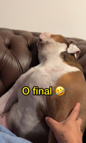 Bulldog dormindo no sofá e mão pegando nele