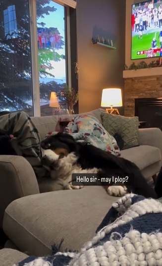 cachorro Bernese tentando chamar a atenção do dono, que está deitado no sofá