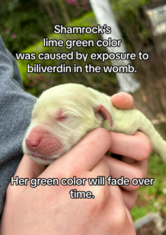 filhote de golden retriever recém-nascido verde dormindo
