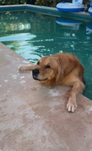 cachorro golden retriever apoiado na borda da piscina
