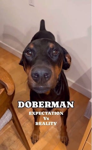 Doberman olhando para câmera