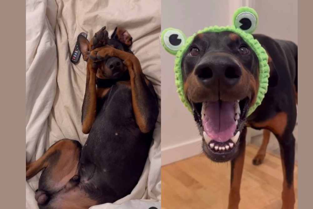 cachorro Doberman deitado de barriga para cima e de fantasia