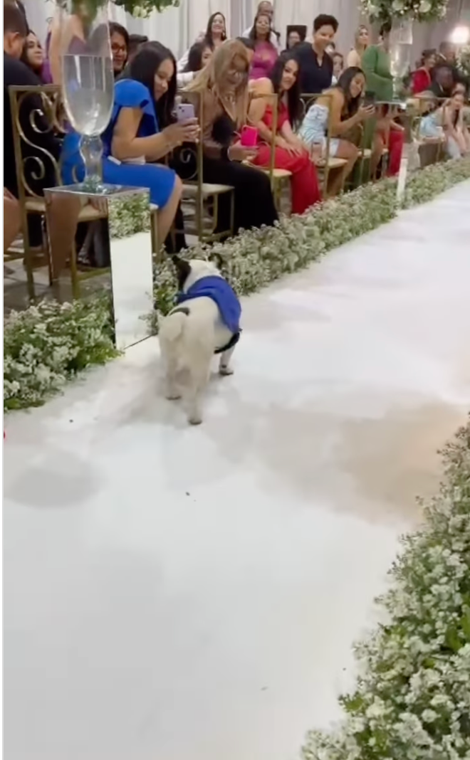 cachorro Bulldog francês de terno se preparando para levar as alianças até o altar