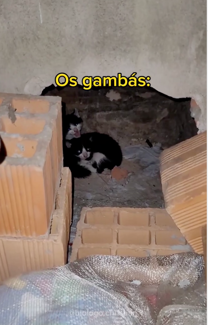 filhotes de gatos atrás de tijolos, dentro de um buraco