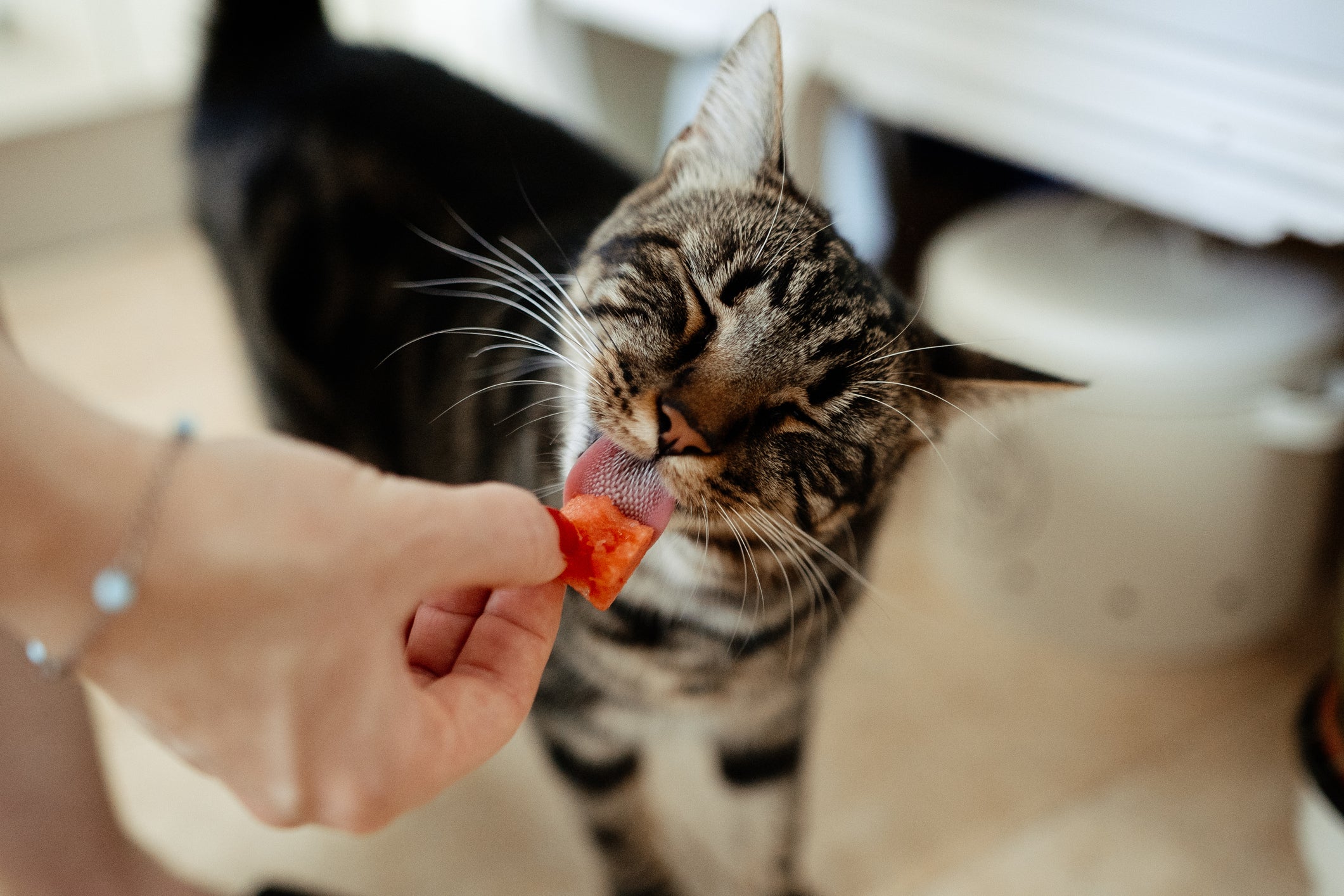 gatinho comendo um pedaço de melancia