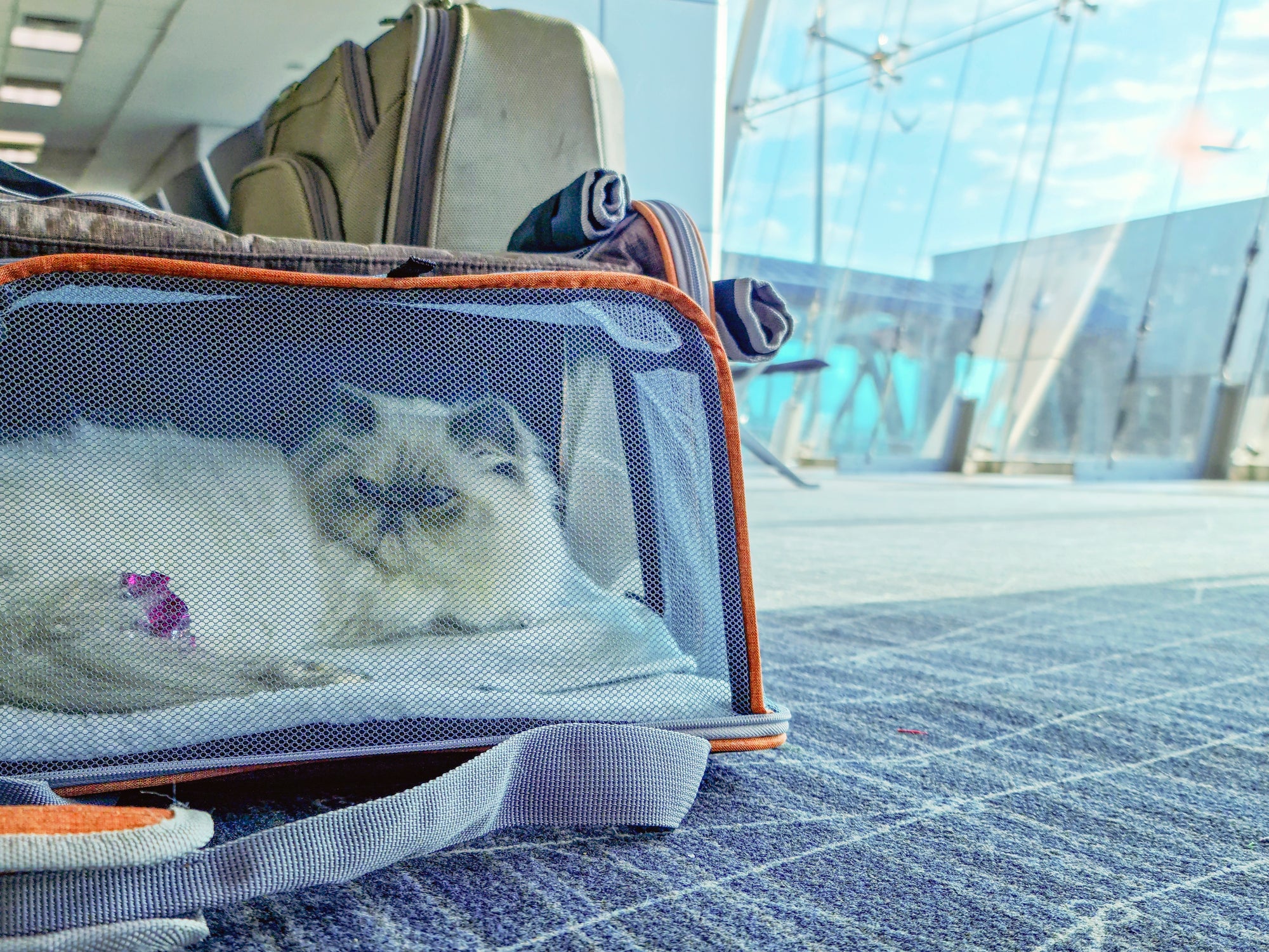 felino em caixa de transporte para viagem 