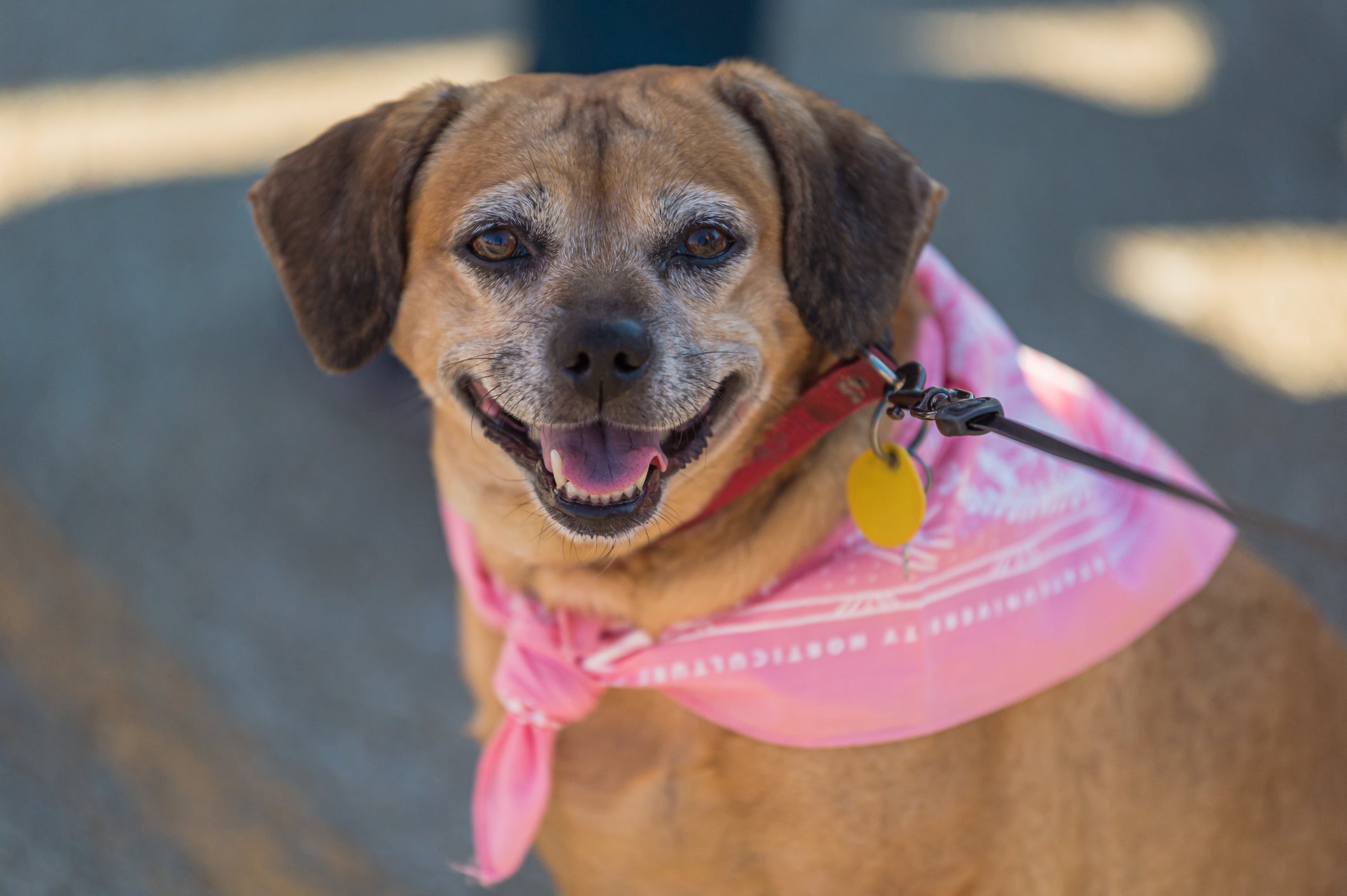 cachorrinho vira lata com bandana rosa