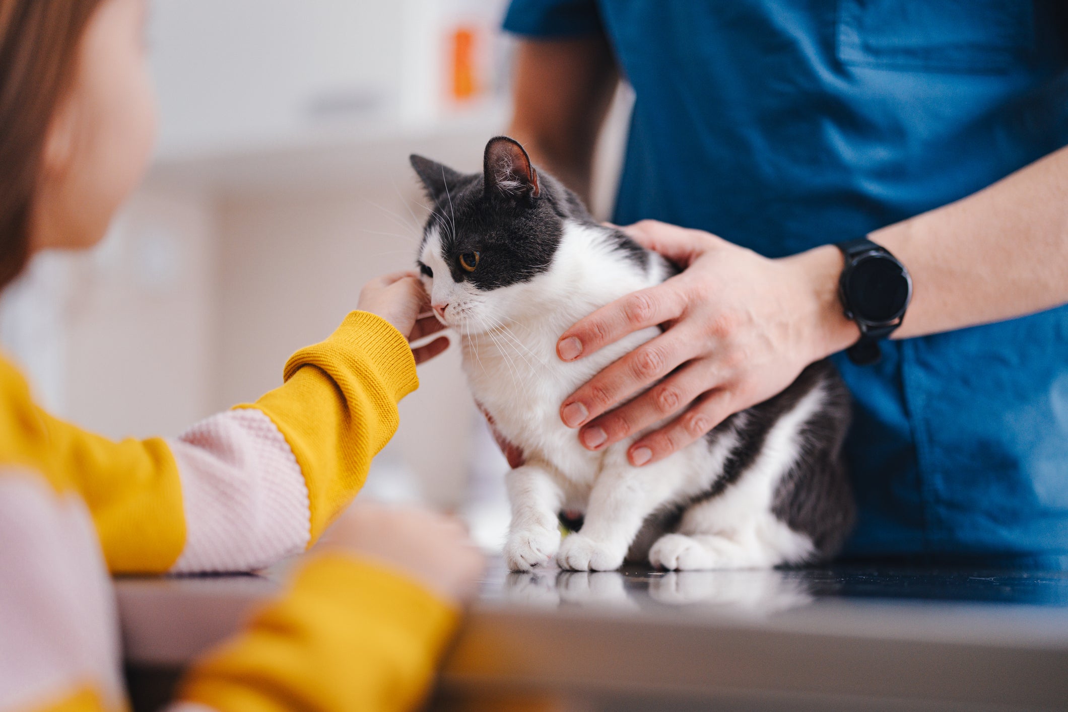 gato no veterinário 