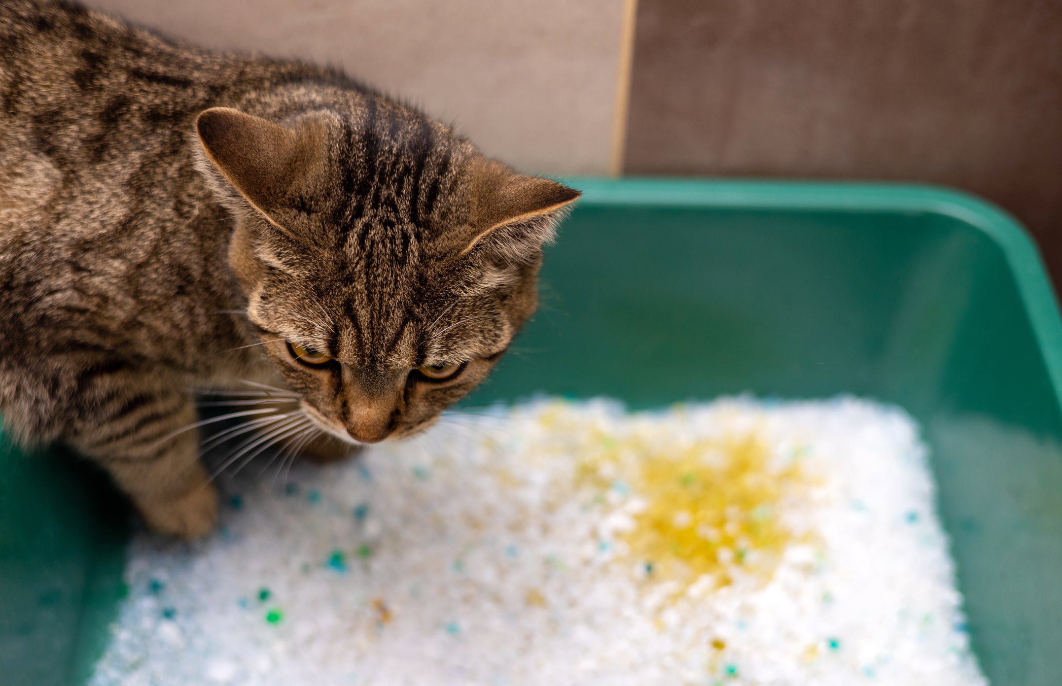 gato na caixa de areia