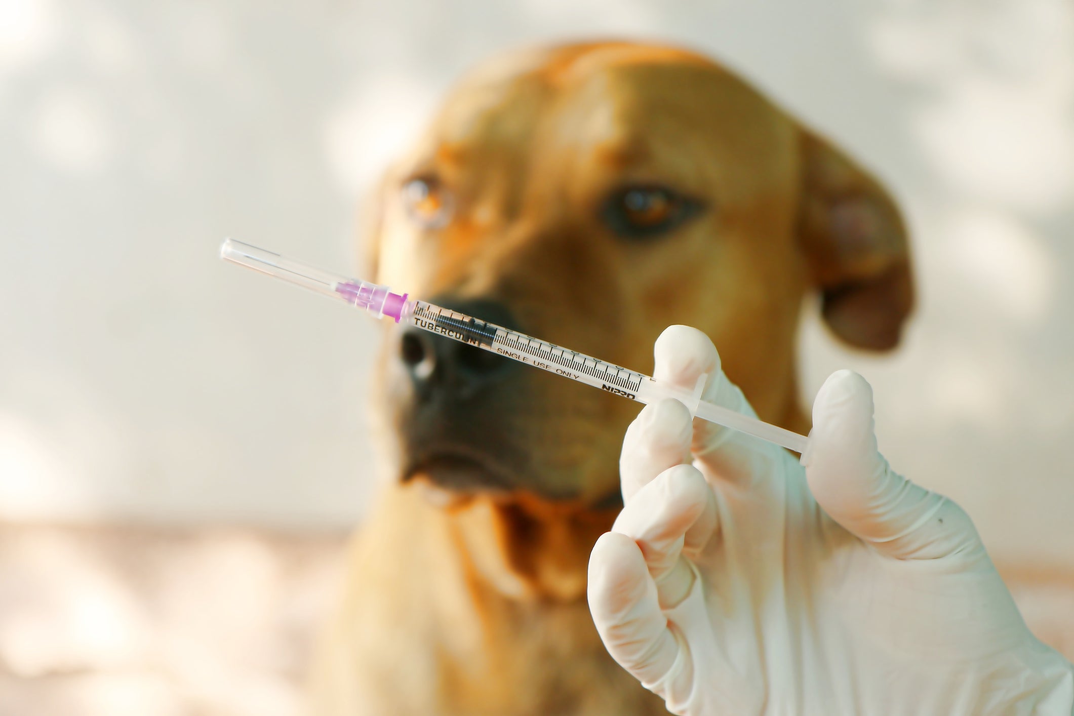 cachorro caramelo vacinando