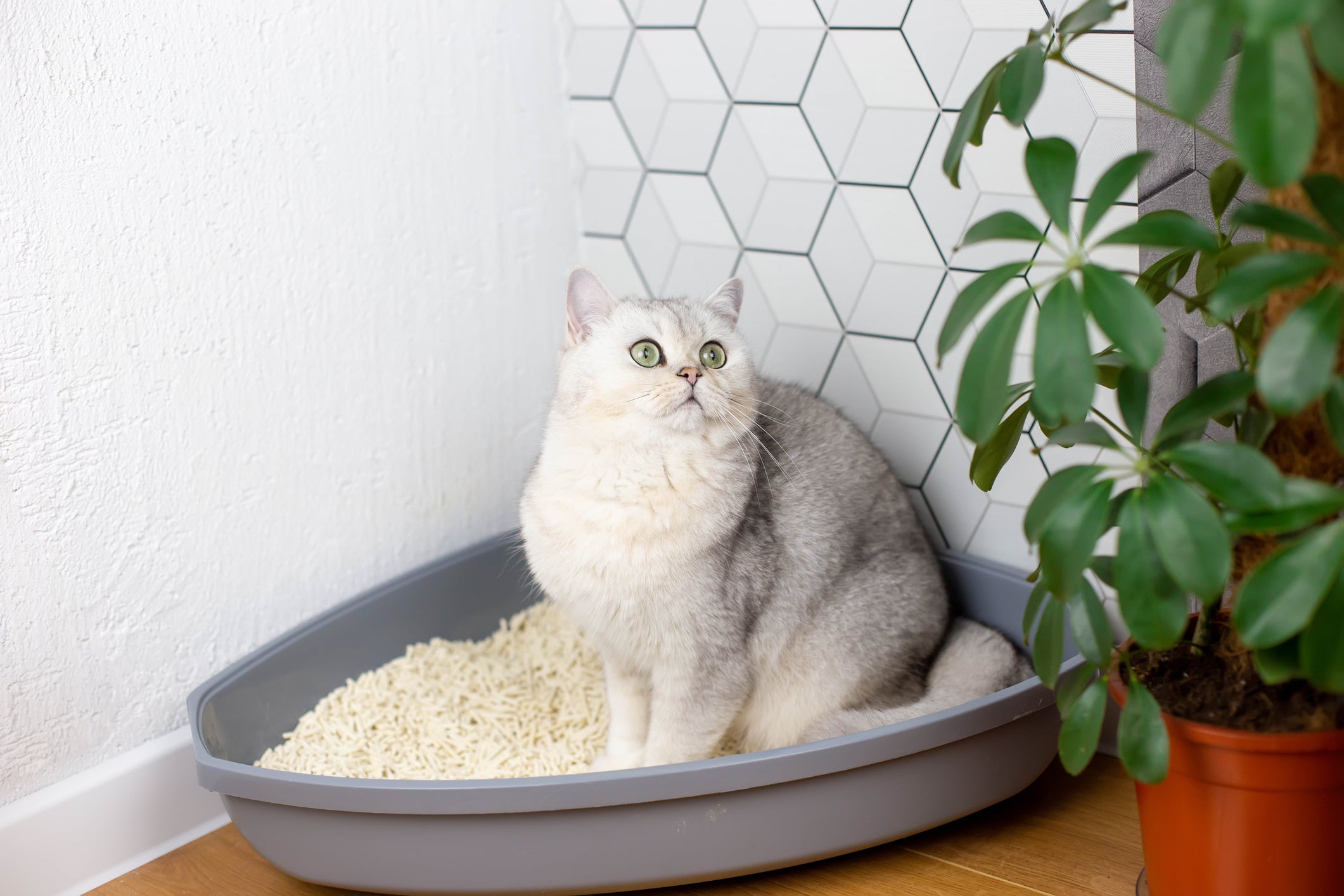 caixa de areia para gato