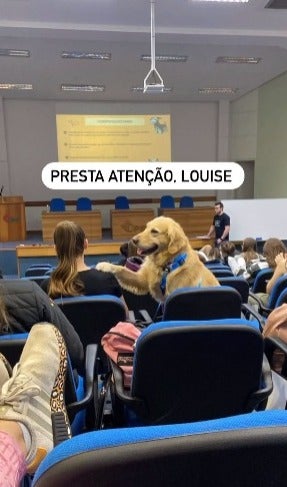 Golden Retriever dentro de sala de aula cutucando mulher 