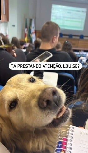 golden retriever sentado em sala de aula