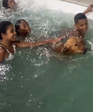 Cachorro Golden Retriever nadando na piscina com crianças