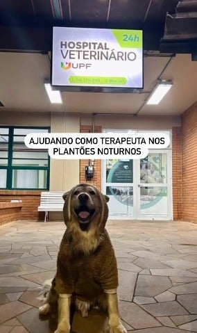 Golden Retriever sentado em frente a hospital universitário 