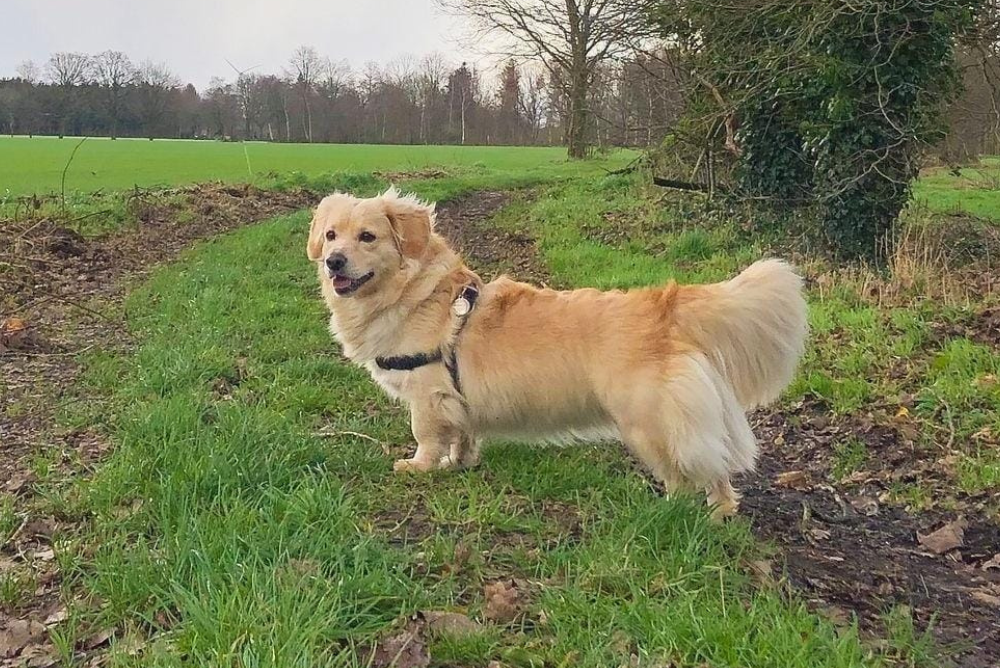 Cachorro Golden Dox caminhando na grama