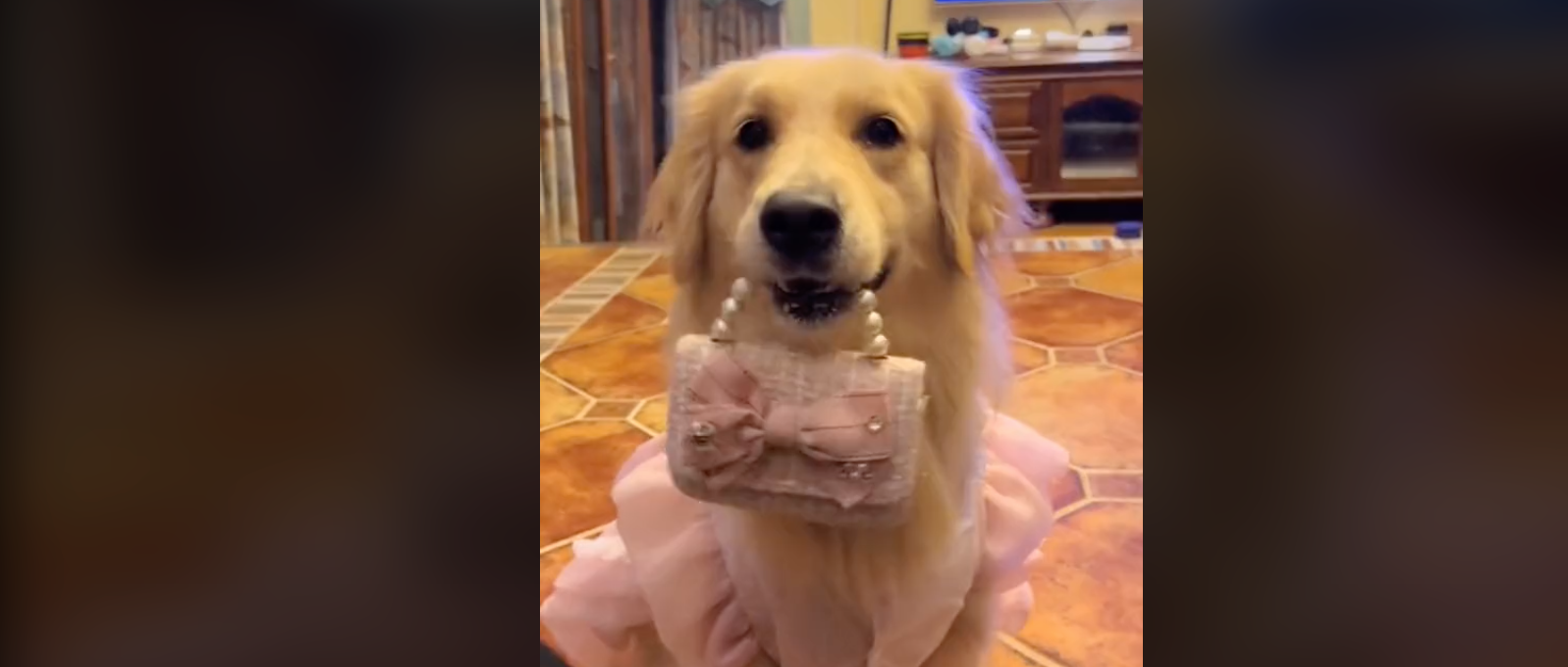 Golden Retriever usando vestido rosa