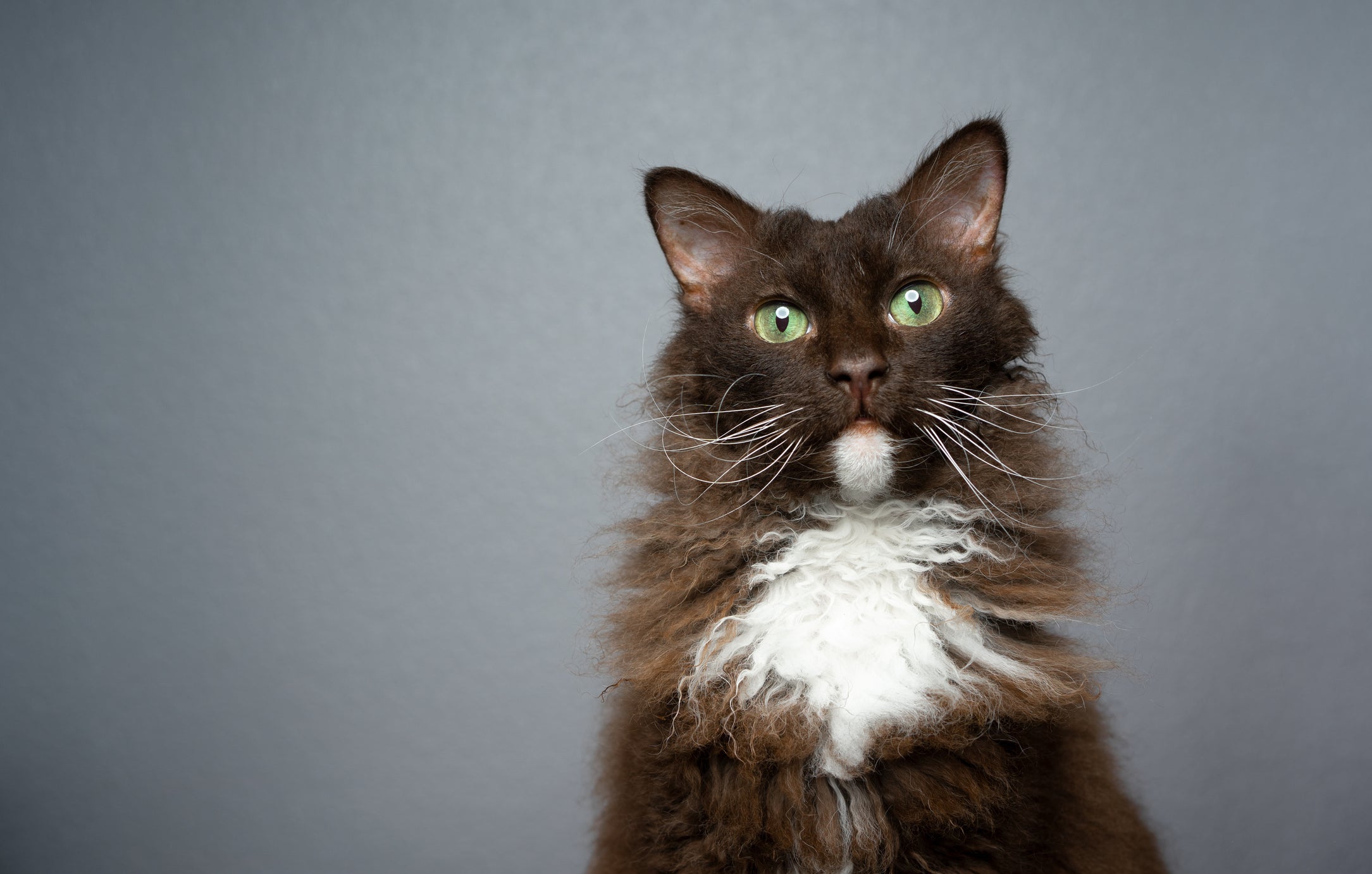 retrato de um LaPerm marrom com bigode de gato enrolado