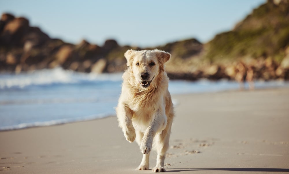 Labrador correndo na praia