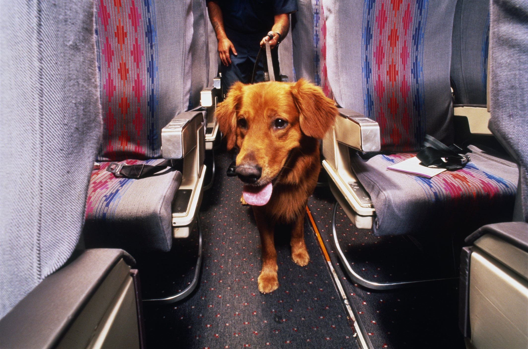 cachorro dentro de cabine de avião