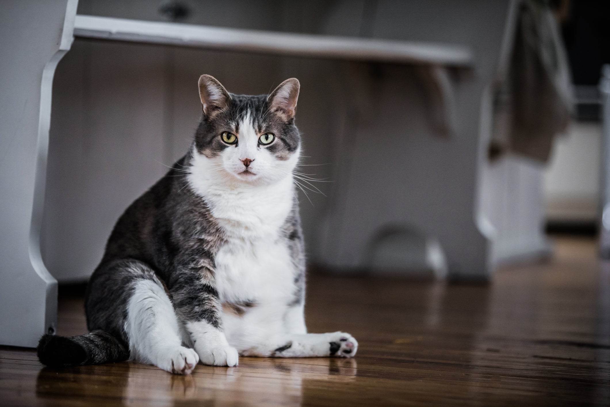 Gato com barriga grande sentado dentro de casa
