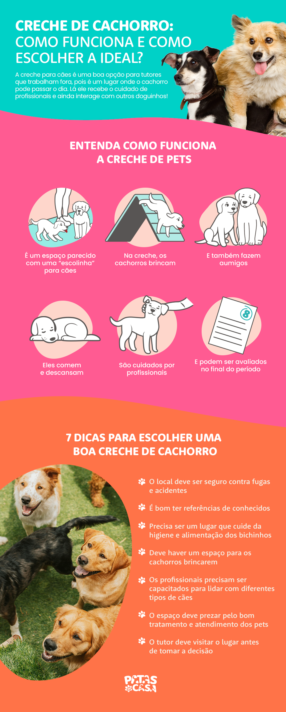 Infográfico mostrando informações sobre creche legal de cachorro
