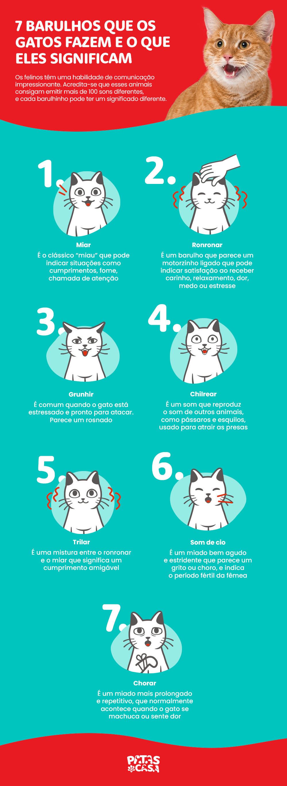 Infográfico mostrando os sons de gato mais comuns