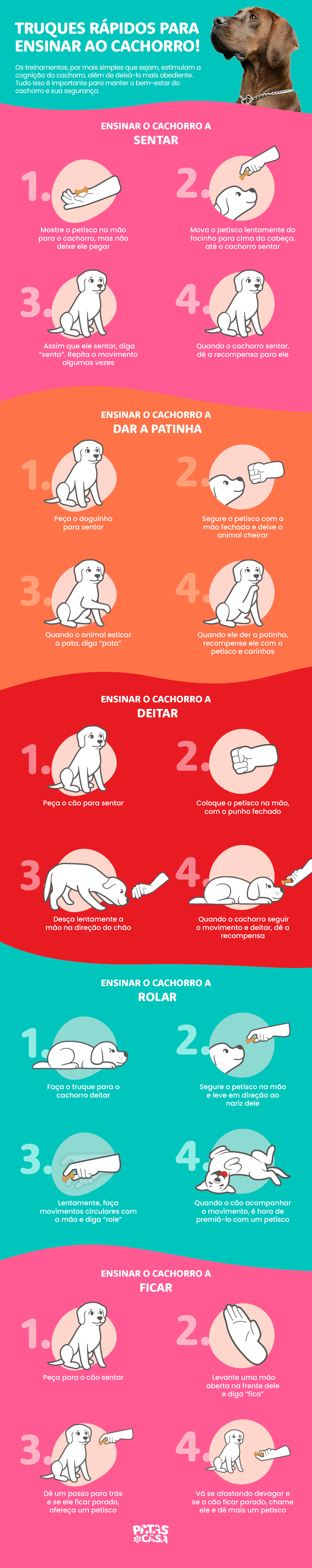 Bloco informativo mostrando como colocar em prática cinco truques para cachorro