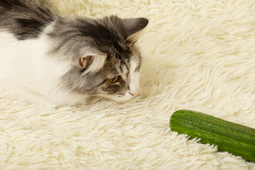 gato cheirando um pepino