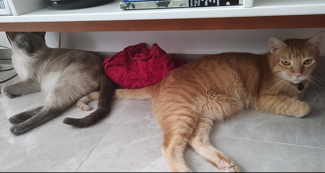 gatos deitados lado a lado com uma toalha gelada proximo