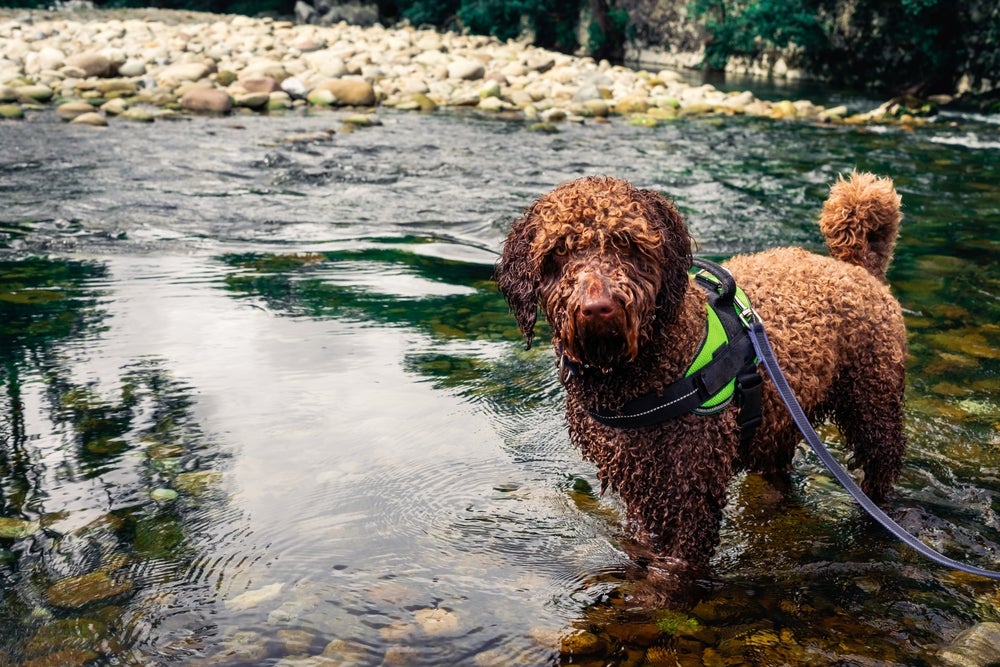 Cachorro D'água Espanhol dentro de riachoi