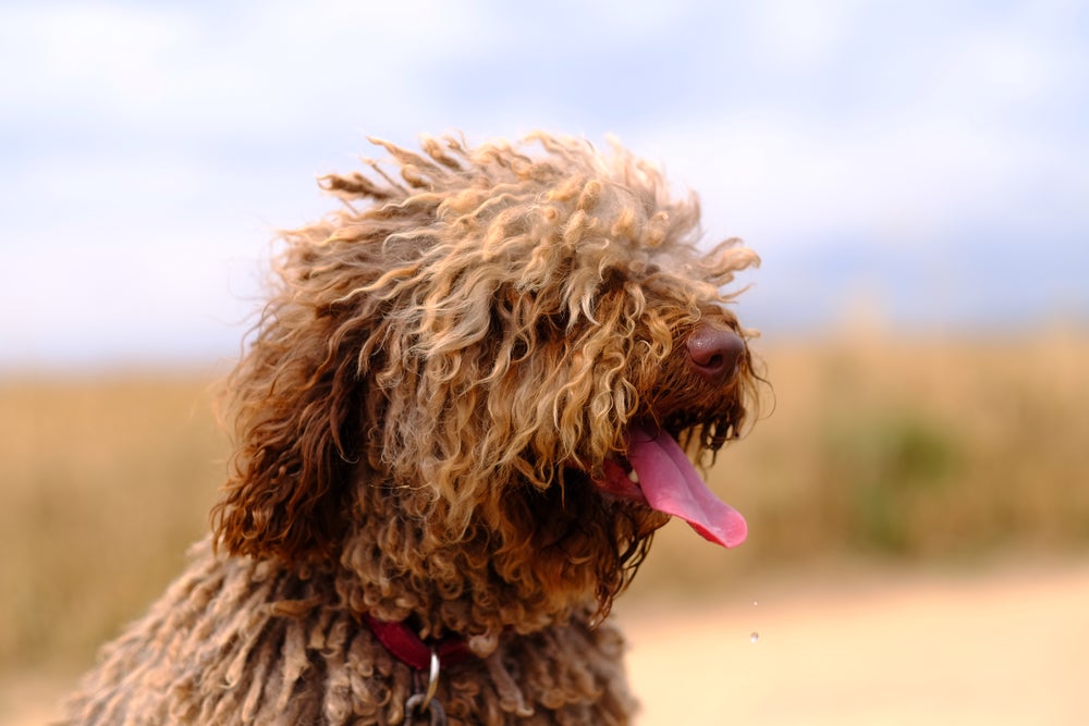 Cachorro D'água Espanhol marrom com lingua para fora